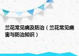 兰花常见病及防治（兰花常见病害与防治知识）