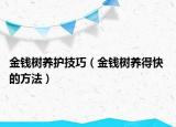 金钱树养护技巧（金钱树养得快 的方法）