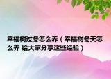 幸福树过冬怎么养（幸福树冬天怎么养 给大家分享这些经验）
