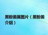 黑粉菌属图片（黑粉菌介绍）