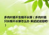 多肉叶插不生根不长芽（多肉叶插只长根不长芽怎么办 来试试这招吧!）