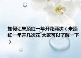 如何让朱顶红一年开花两次（朱顶红一年开几次花 大家可以了解一下）
