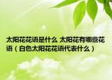 太阳花花语是什么 太阳花有哪些花语（白色太阳花花语代表什么）