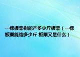 一棵板栗树能产多少斤板栗（一棵板栗能结多少斤 板栗又是什么）