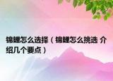 锦鲤怎么选择（锦鲤怎么挑选 介绍几个要点）