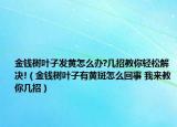 金钱树叶子发黄怎么办?几招教你轻松解决!（金钱树叶子有黄斑怎么回事 我来教你几招）