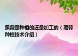 黑蒜是种植的还是加工的（黑蒜种植技术介绍）