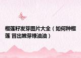 榴莲籽发芽图片大全（如何种榴莲 冒出嫩芽绿油油）