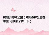 咸阳小树林公园（咸阳森林公园在哪里 可以来了解一下）