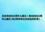 买回来的向日葵怎么醒花（刚买的向日葵怎么醒花 向日葵到家后应该如何处理）