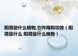 阳荷是什么植物,它作用和功效（阳荷是什么 阳荷是什么植物）