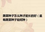 蔬菜种子怎么种才能长的好（盆栽蔬菜种子如何种）