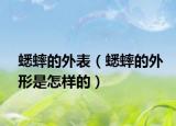 蟋蟀的外表（蟋蟀的外形是怎样的）