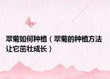 翠菊如何种植（翠菊的种植方法 让它茁壮成长）