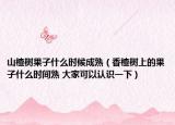 山楂树果子什么时候成熟（香楂树上的果子什么时间熟 大家可以认识一下）