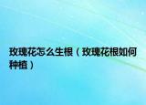 玫瑰花怎么生根（玫瑰花根如何种植）