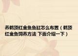养鹤顶红金鱼鱼缸怎么布置（鹤顶红金鱼饲养方法 下面介绍一下）