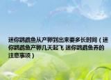 迷你鹦鹉鱼从产卵到出来要多长时间（迷你鹦鹉鱼产卵几天起飞 迷你鹦鹉鱼养的注意事项）