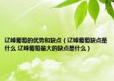 辽峰葡萄的优势和缺点（辽峰葡萄缺点是什么 辽峰葡萄最大的缺点是什么）