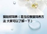 猫如何饲养（喜马拉雅猫饲养方法 大家可以了解一下）