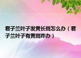 君子兰叶子发黄长斑怎么办（君子兰叶子有黄斑咋办）
