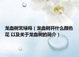 龙血树常绿吗（龙血树开什么颜色花 以及关于龙血树的简介）