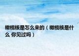 橄榄核是怎么来的（橄榄核是什么 你见过吗）