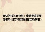 金钻的根怎么修剪（金钻换盆需耍剪根吗 园艺师教你如何正确栽培）