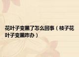 花叶子变黑了怎么回事（枝子花叶子变黑咋办）
