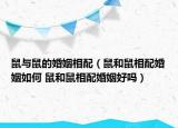 鼠与鼠的婚姻相配（鼠和鼠相配婚姻如何 鼠和鼠相配婚姻好吗）