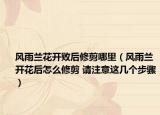 风雨兰花开败后修剪哪里（风雨兰开花后怎么修剪 请注意这几个步骤）