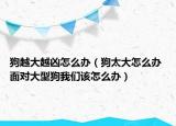 狗越大越凶怎么办（狗太大怎么办 面对大型狗我们该怎么办）
