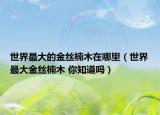 世界最大的金丝楠木在哪里（世界最大金丝楠木 你知道吗）
