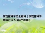 玫瑰花种子怎么栽种（玫瑰花种子种植方法 只需4个步骤）