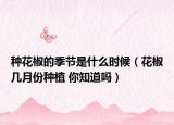 种花椒的季节是什么时候（花椒几月份种植 你知道吗）