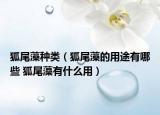 狐尾藻种类（狐尾藻的用途有哪些 狐尾藻有什么用）