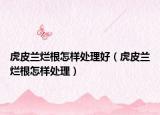 虎皮兰烂根怎样处理好（虎皮兰烂根怎样处理）