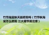 竹节海棠秋天能修剪吗（竹节秋海棠怎么修剪 三大细节需注意）