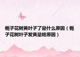 栀子花树黄叶子了是什么原因（栀子花树叶子发黄是啥原因）