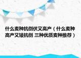 什么麦种抗倒伏又高产（什么麦种高产又矮抗倒 三种优质麦种推荐）