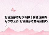 粉色达芬奇月季养护（粉色达芬奇月季怎么养 粉色达芬奇的养殖技巧）