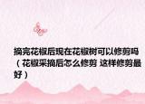 摘完花椒后现在花椒树可以修剪吗（花椒采摘后怎么修剪 这样修剪最好）