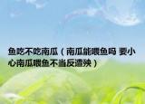 鱼吃不吃南瓜（南瓜能喂鱼吗 要小心南瓜喂鱼不当反遭殃）