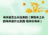 乌米是怎么长出来的（鲜苞米上长的乌米是什么东西 苞米长乌米）