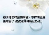 谷子地怎样预防麻雀（怎样防止麻雀吃谷子 试试这几种驱赶办法）