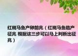 红斑马鱼产卵前兆（红斑马鱼临产征兆 根据这三步可以马上判断出征兆）