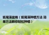 狐尾藻盆栽（狐尾藻种植方法 简单方法教你轻松种植）