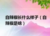 白辣椒长什么样子（白辣椒是啥）