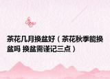 茶花几月换盆好（茶花秋季能换盆吗 换盆需谨记三点）