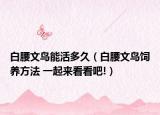 白腰文鸟能活多久（白腰文鸟饲养方法 一起来看看吧!）